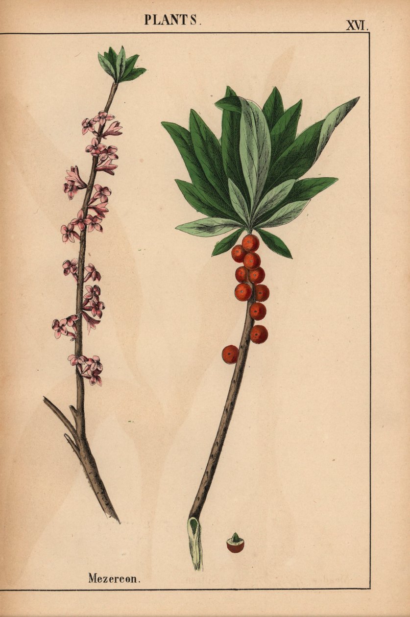 Mezereon com frutas vermelhas e flores cor de rosa.  , de "The Instructive Picturebook, or Lessons from the Vegetable World", [Charlotte Mary Yonge], Edimburgo de English School