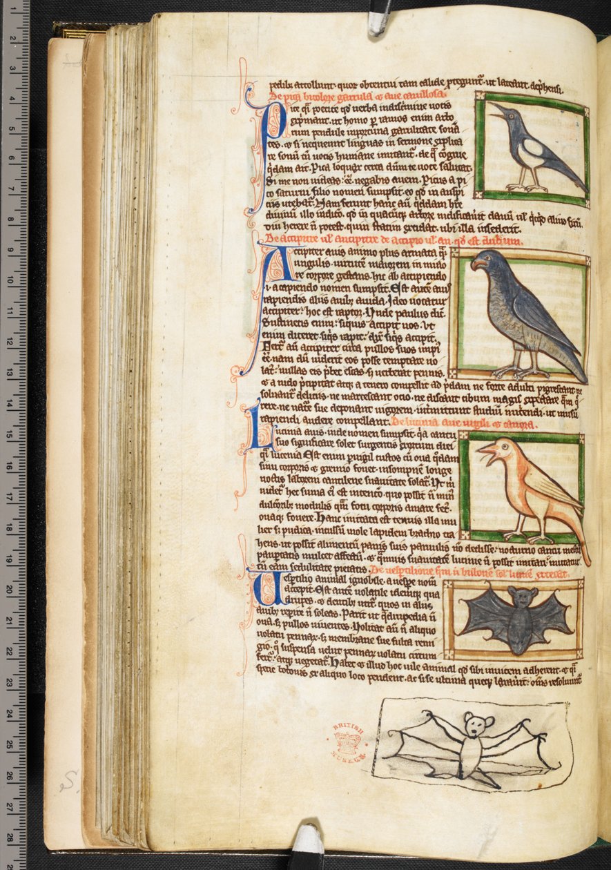 Miniaturas de aves e desenho marginal de um morcego, de Theological miscellany, including the Summa de vitiis, Harley 3244, f.55v, c.1236-50 (velino) de English School