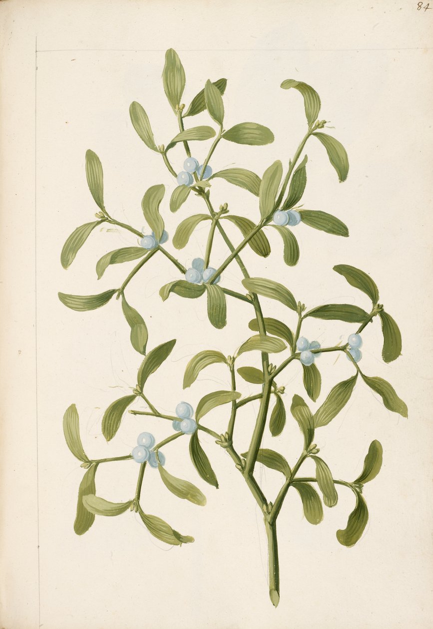 Visco. Uma planta hemi-parasita, c.1664 (litografia) de English School
