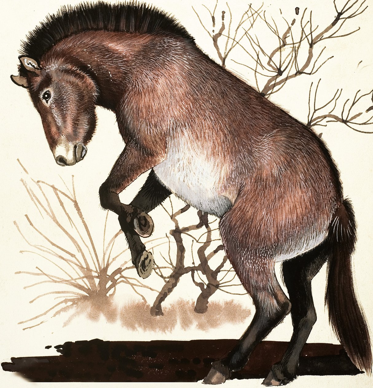 Cavalo selvagem da Mongólia de English School