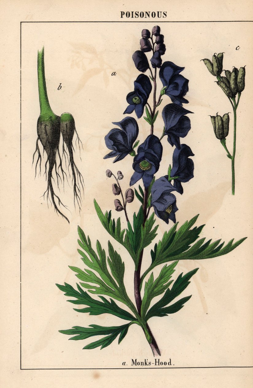 Capuz de monges com flores azuis , do "The Instructive Picturebook, or Lessons from the Vegetable World," [Charlotte Mary Yonge], Edimburgo de English School