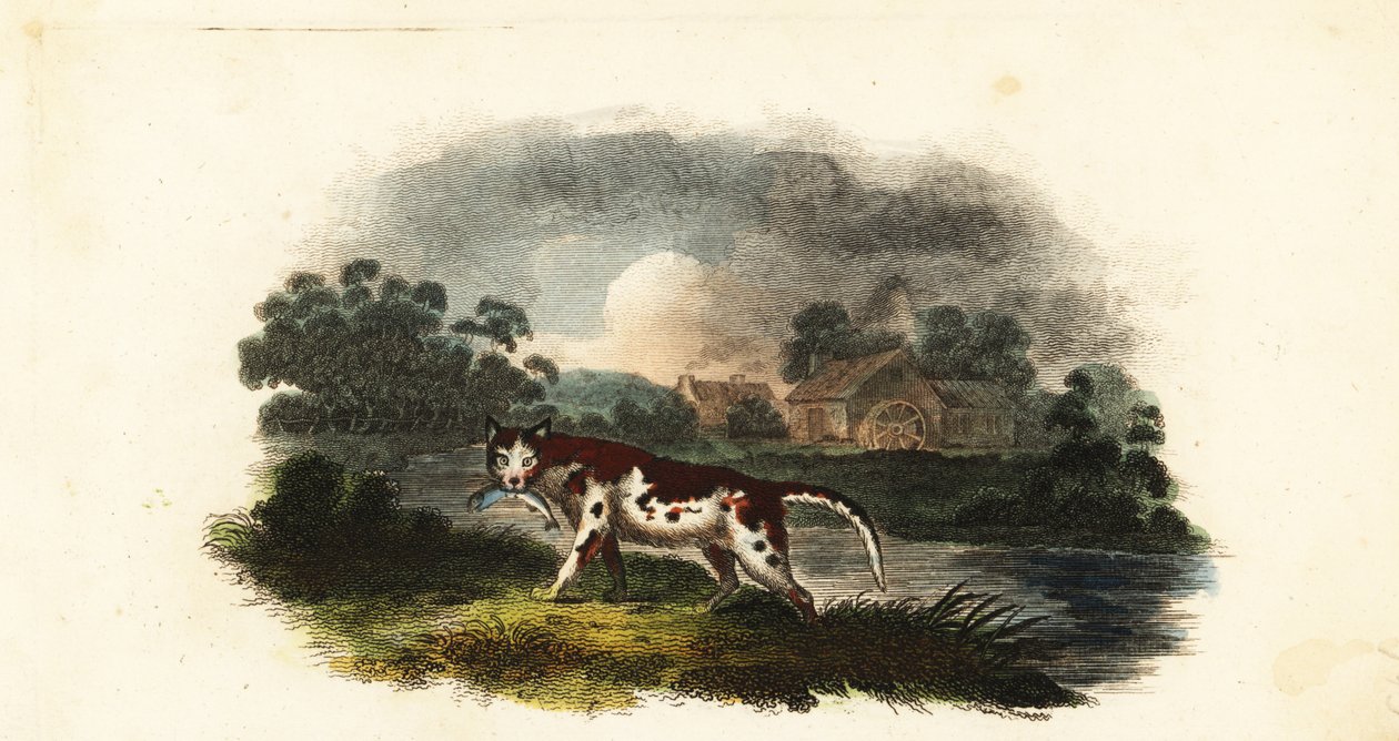 O gato do Sr. Stanley a apanhar uma truta no lago do moinho Weaford, perto de Lichfield. de English School
