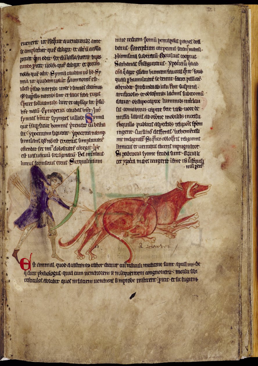 Ms 254, f.19r: Huntsman apontando uma flecha para dois castores, de um Bestiário, início do século XIII (pergaminho) de English School
