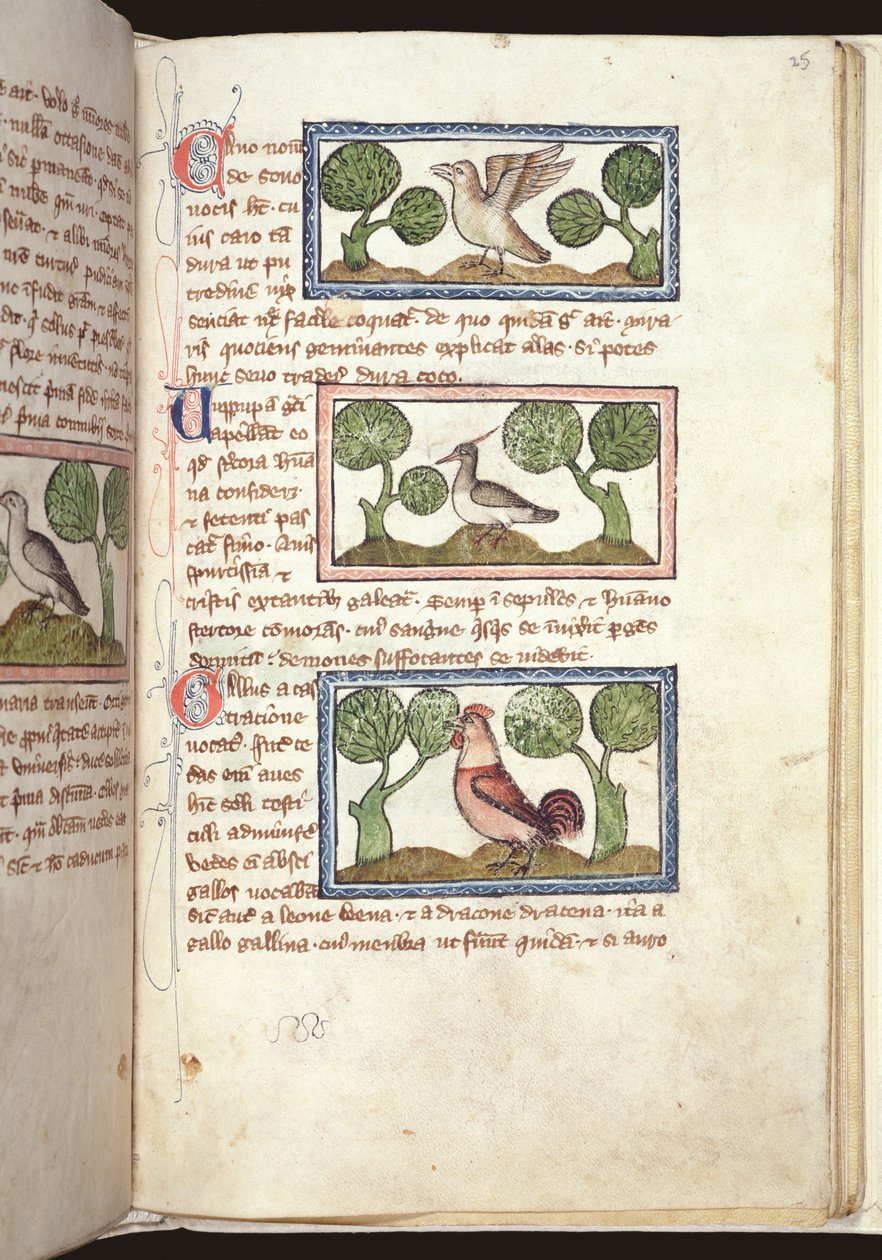 Ms 379, f.25r: Três pássaros no chão, de um Bestiário, início do século XIV (pergaminho) de English School