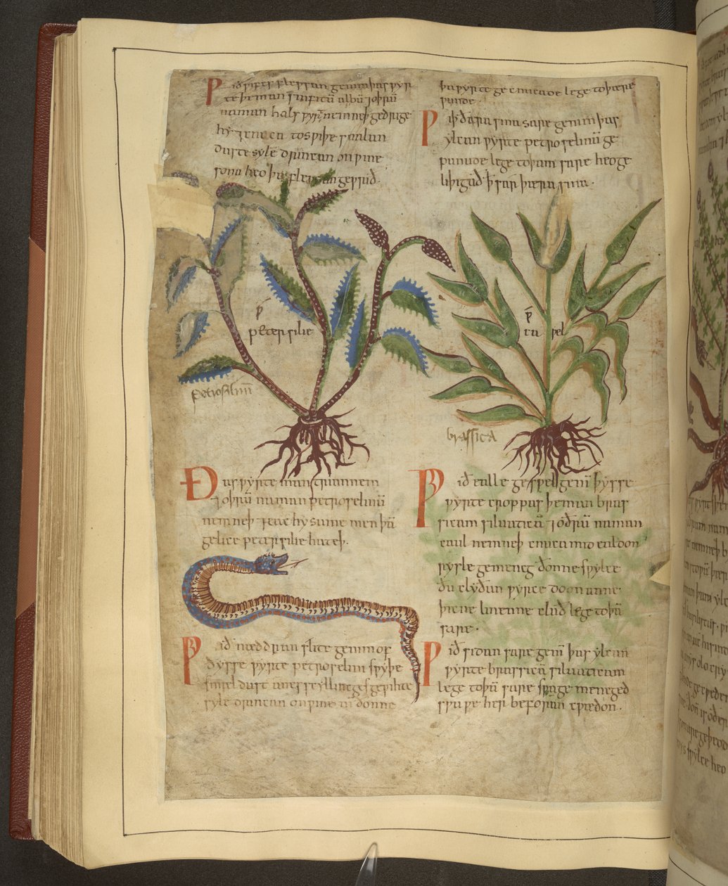 Ms. Cotton Vitellius C.III fol.56v Ilustrações de Petersilie, Cawel e uma Cobra, de um Antigo Herbal Inglês originalmente por Apuleio (123-80AD), início do século 11 (velino) de English School