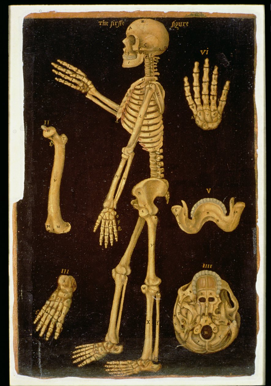 Ms Hunter 364 Tabela III Dissecação, de Anatomical Tables, por John Banister (1540-1610) (óleo sobre papel pardo) de English School