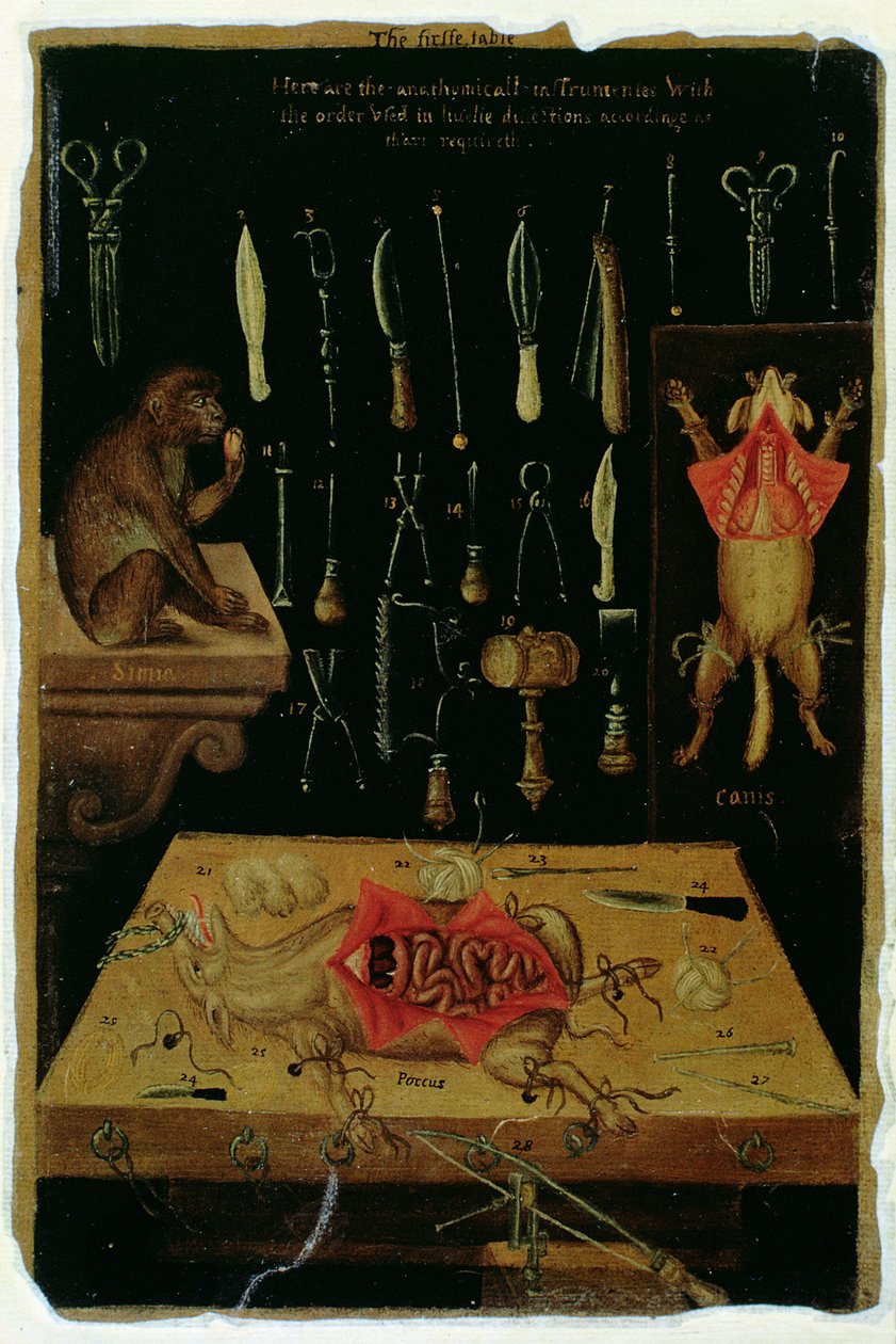 Ms Hunter 364 Tabela I Instrumentos de dissecação, de Anatomical Tables, de John Banister (1540-1610) (óleo sobre papel castanho) de English School