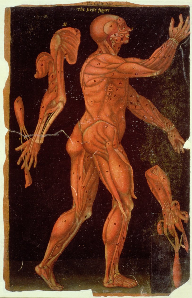 Ms Hunter 364 Tabela VIII Dissecação, de Anatomical Tables, por John Banister (1540-1610) (óleo sobre papel pardo) de English School