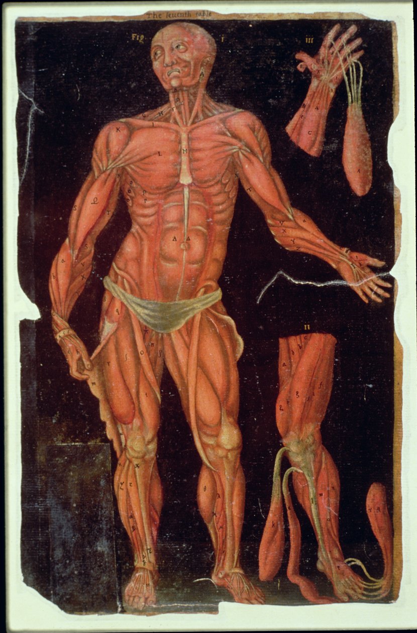 Ms Hunter 364 Tabela VII Dissecação, de Anatomical Tables, por John Banister (1540-1610) (óleo sobre papel pardo) de English School