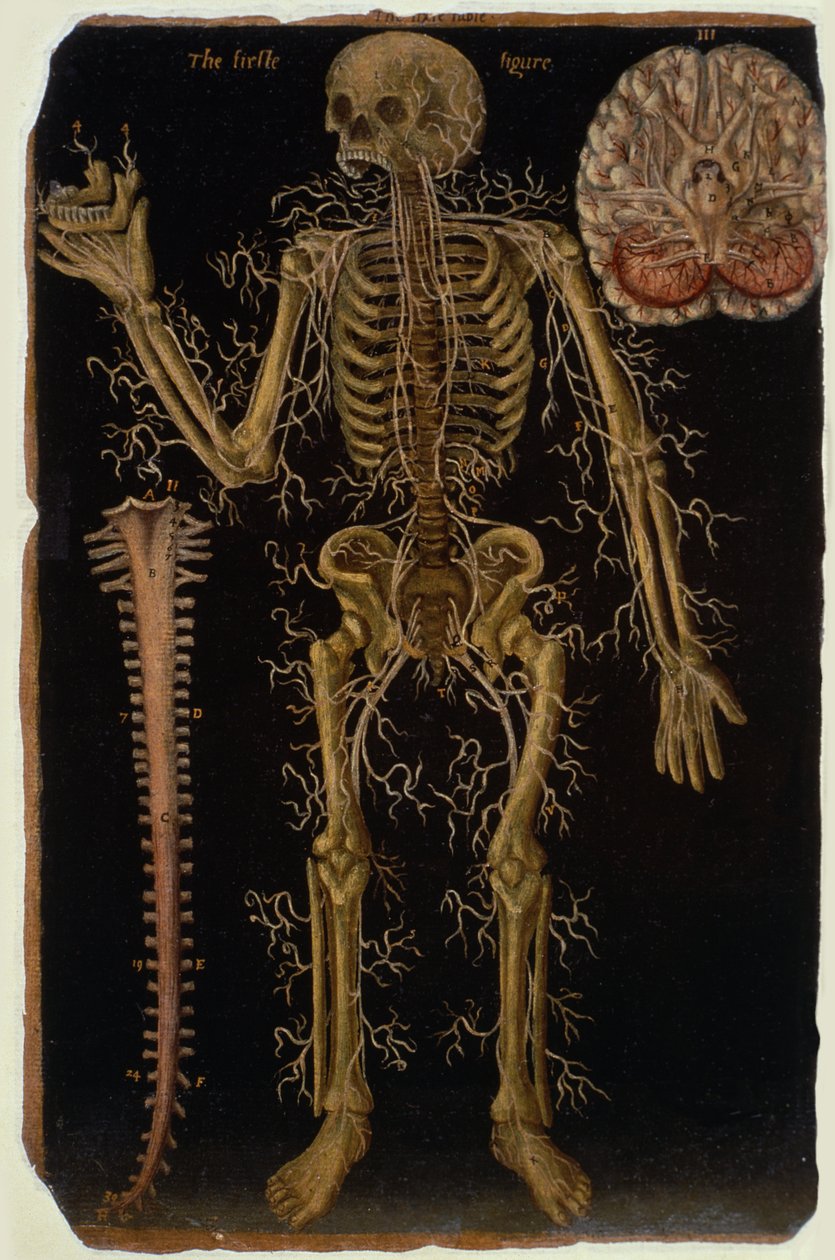 Ms Hunter 364 Tabela VI Dissecção, de Anatomical Tables, por John Banister (1540-1610) (óleo sobre papel pardo) de English School