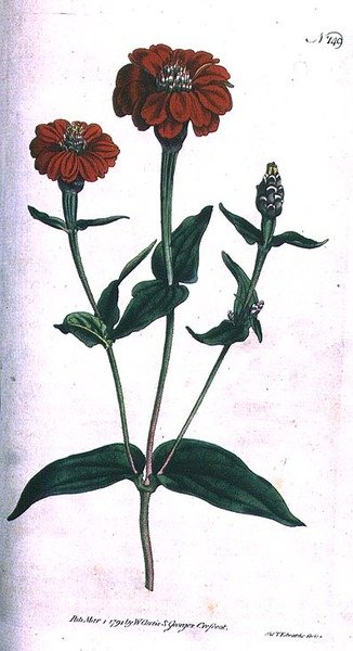 Zinnia multiflora (Zinnia multiflora), placa 149 de William Curtis