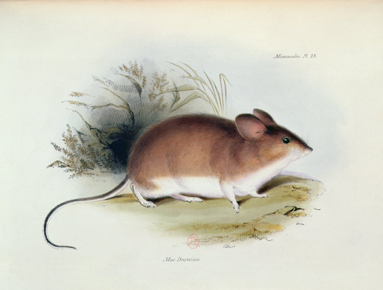 Mus Darwinii, ilustração de A Zoologia da Viagem do HMS Beagle, 1832-36, por Charles Darwin (1809-92), 1840 de English School