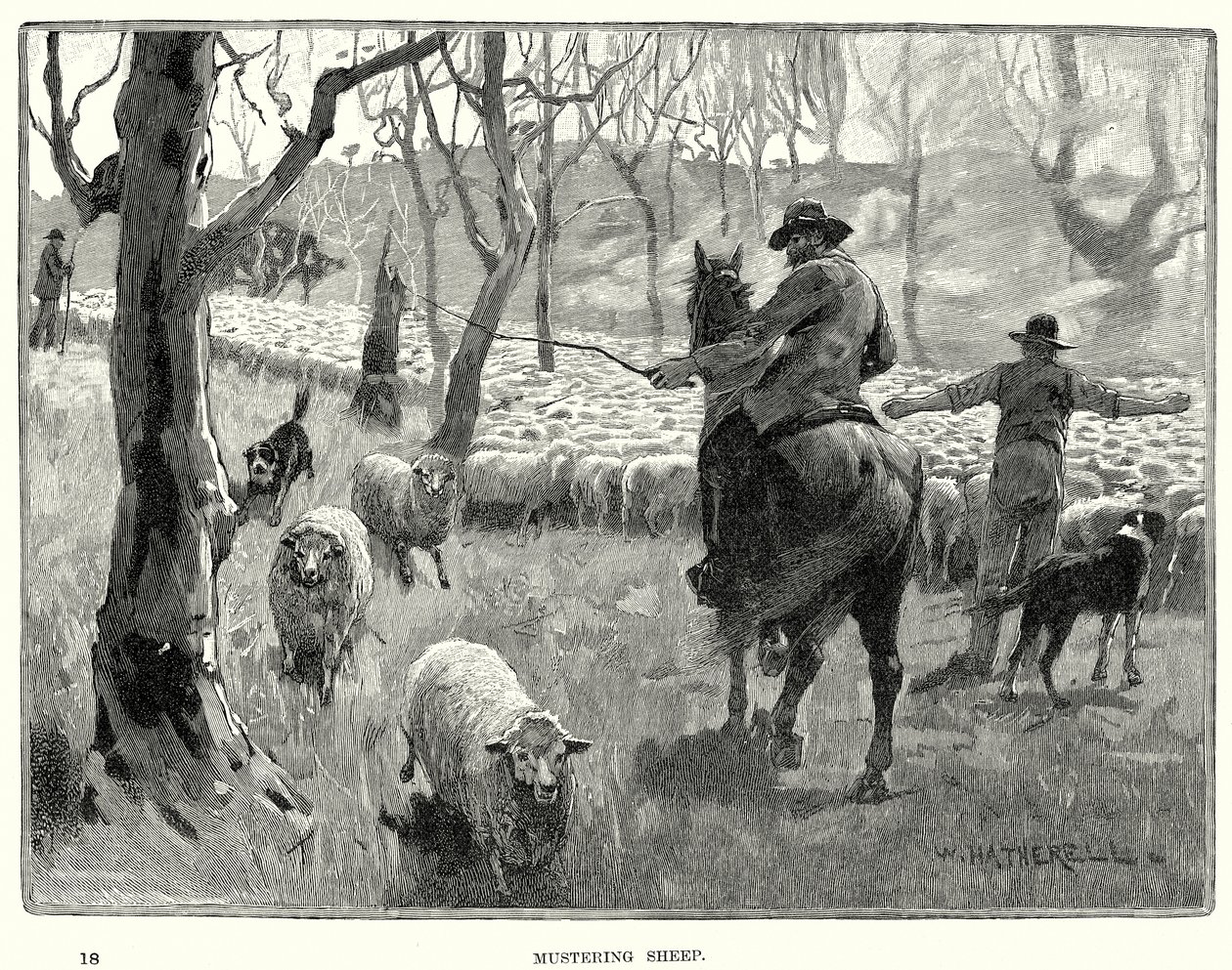 Ovelhas de reunião (gravura) de English School