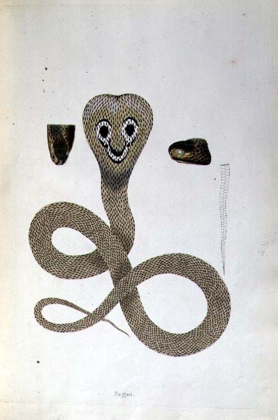 Nagoo Snake de "An Account of Indian Serpents collected from the Coast of Coromandel" de Patrick Russell, Londres de English School