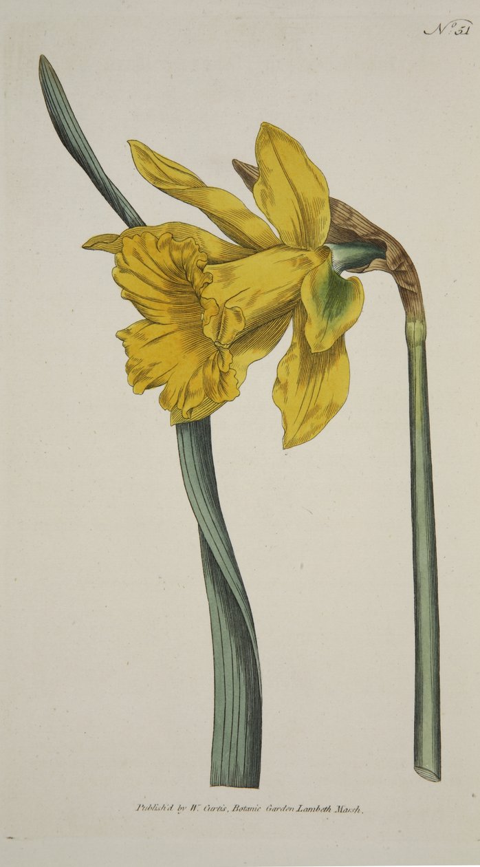 Narciso Major (Great Daffodil), de The Botanical Magzaine ou Flower Garden Displayed, pub. 1793 (gravura colorida à mão) de English School