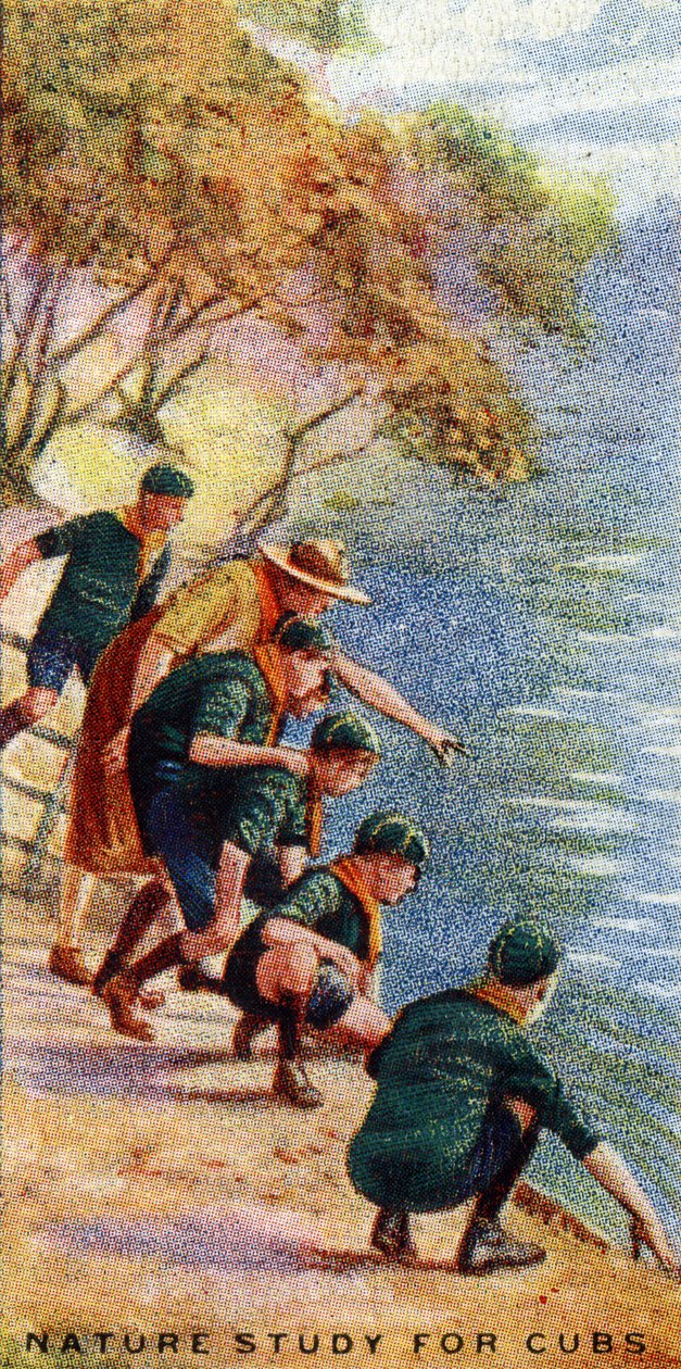Estudo da natureza para filhotes, 1929 de English School