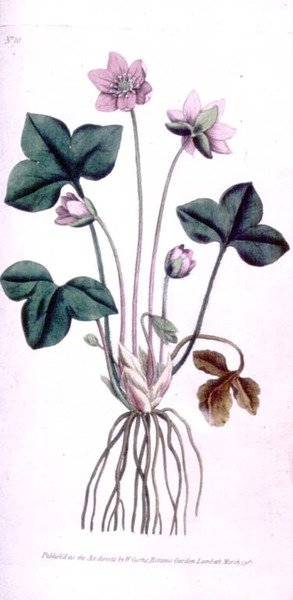Noble Liverwort (Anemone hepatica), placa 10 de William Curtis