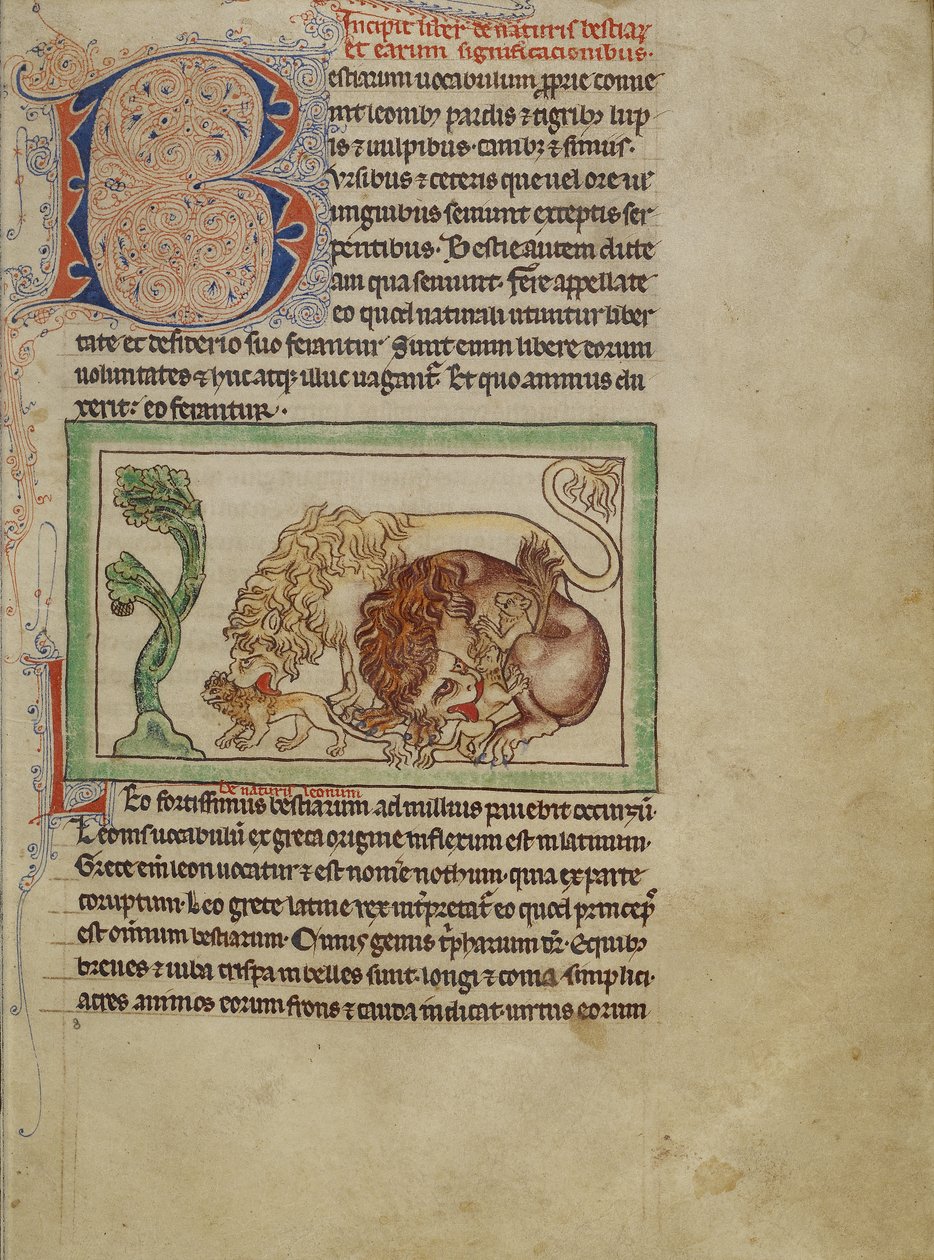 Bestiário de Northumberland, c.1250-60 (lavagens coloridas e tinta em pergaminho) de English School
