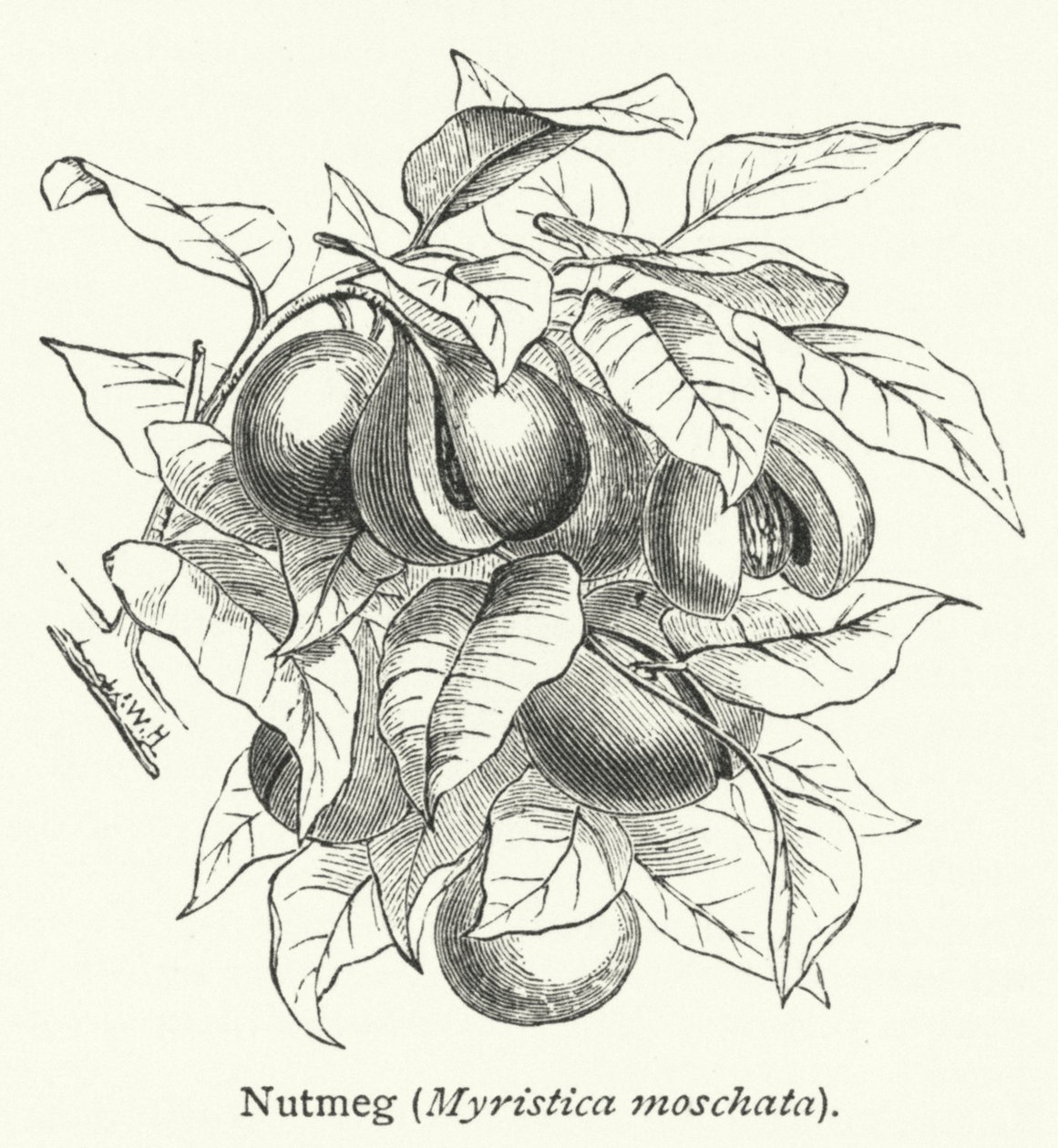 Noz-moscada (Myristica moschata) (gravura) de English School