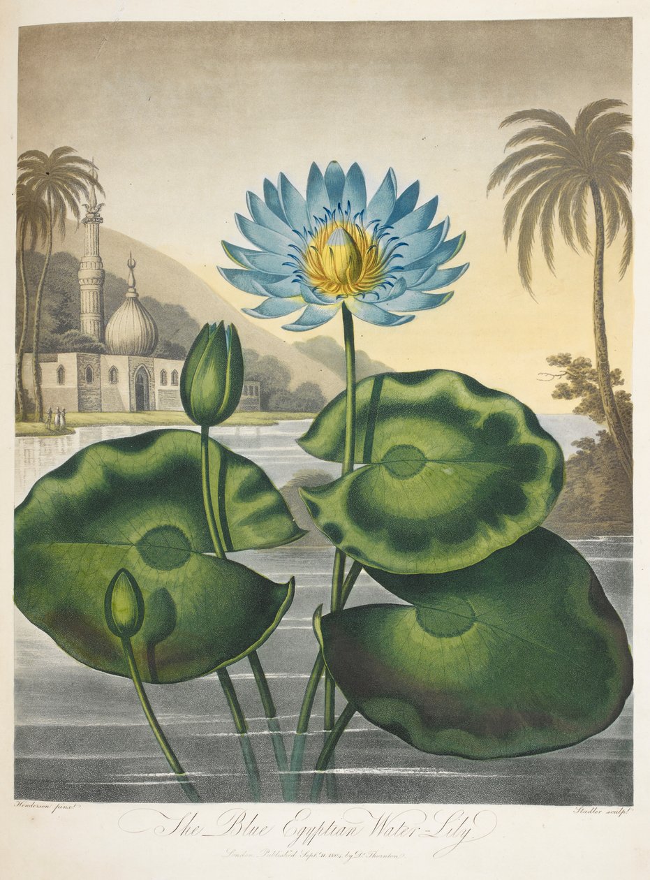 Nymphaea Caerulea, nenúfar azul do Egipto de English School