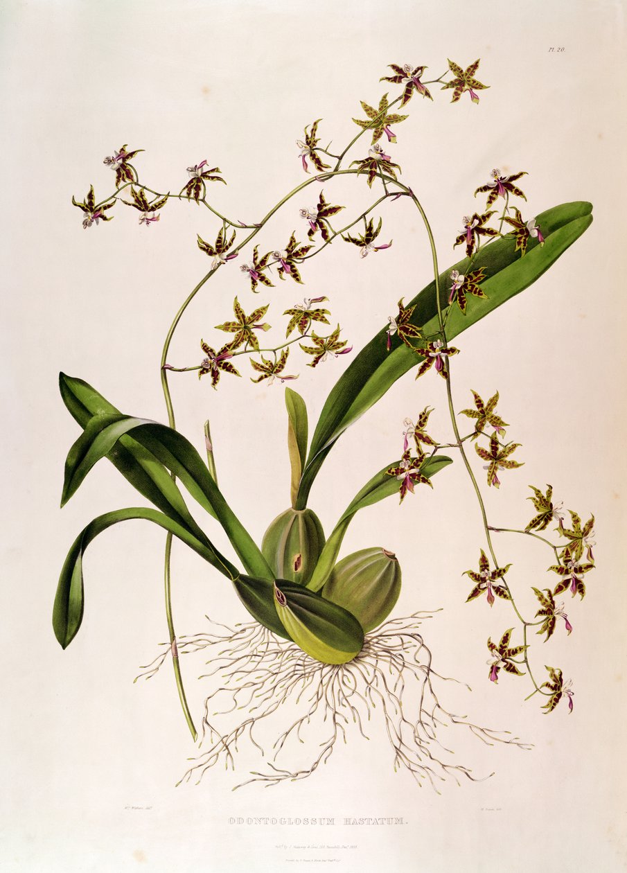 Odontoglossum Hastatum (gravura colorida à mão) de English School