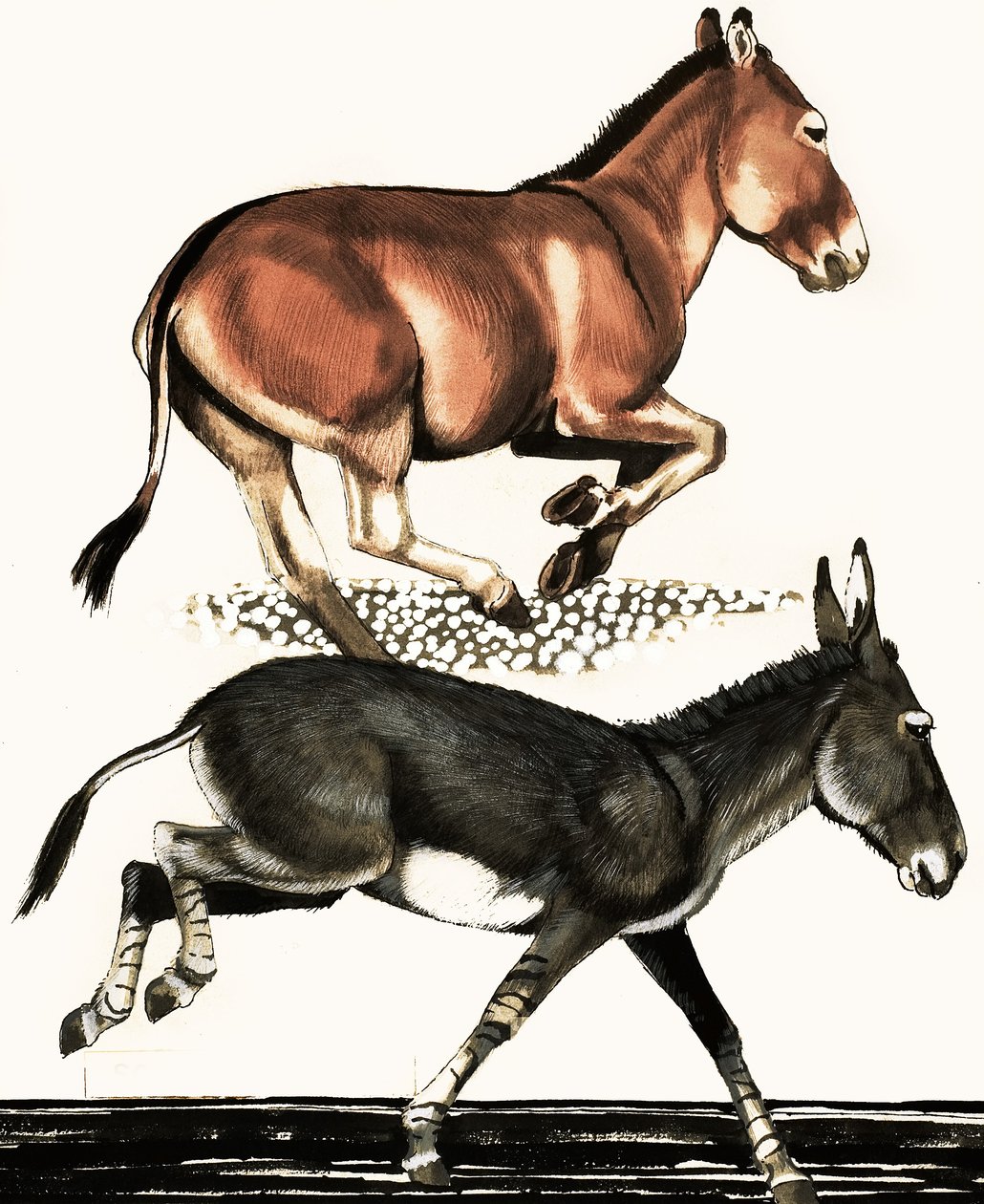 Onager e burro selvagem da Somália de English School