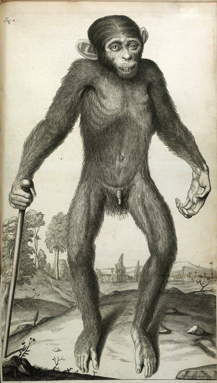 Orang-Outang, sive Homo Sylvestris: ou, a anatomia de um pigmeu comparada com a de um macaco, um macaco e um homem...