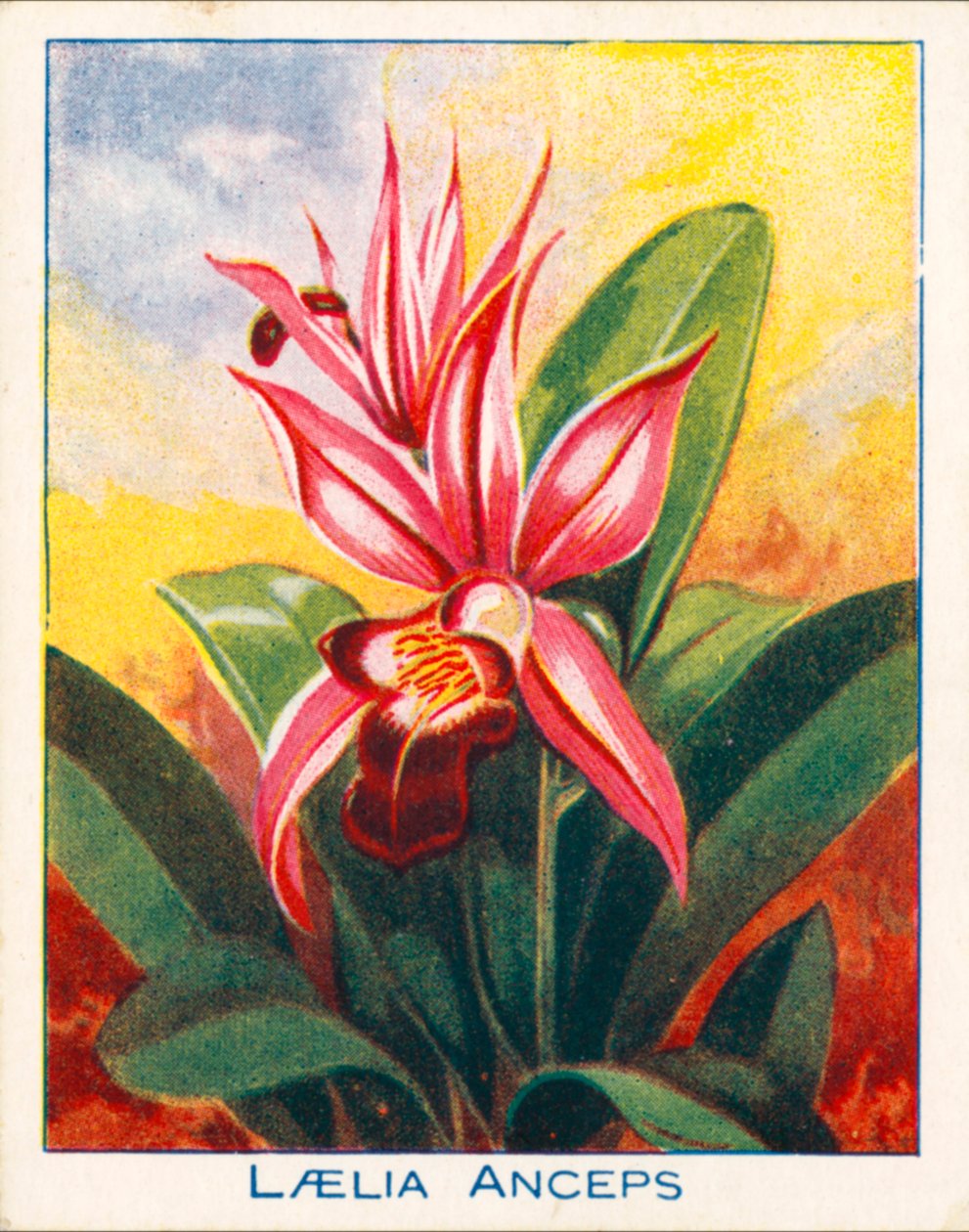 Orquídeas: Laelia Anceps (litografia a cores) de English School