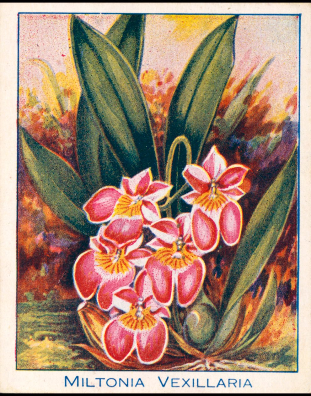 Orquídeas: Miltonia Vexillaria (litografia a cores) de English School