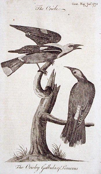 Oriole, da 