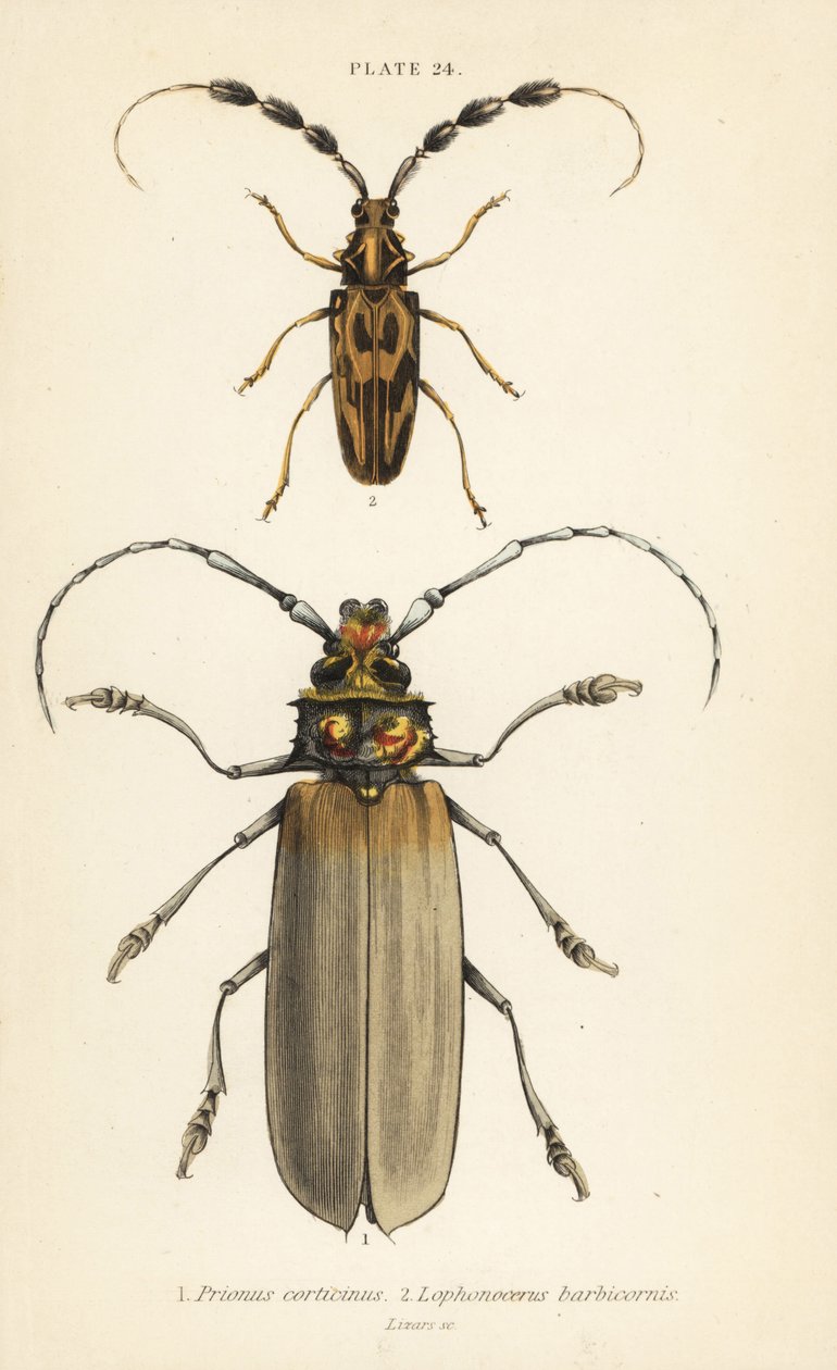 Orthomegas cinnamomeus Prionus corticinus 1, e Batus barbicornis, Lophonocerus barbicornis 2 de English School