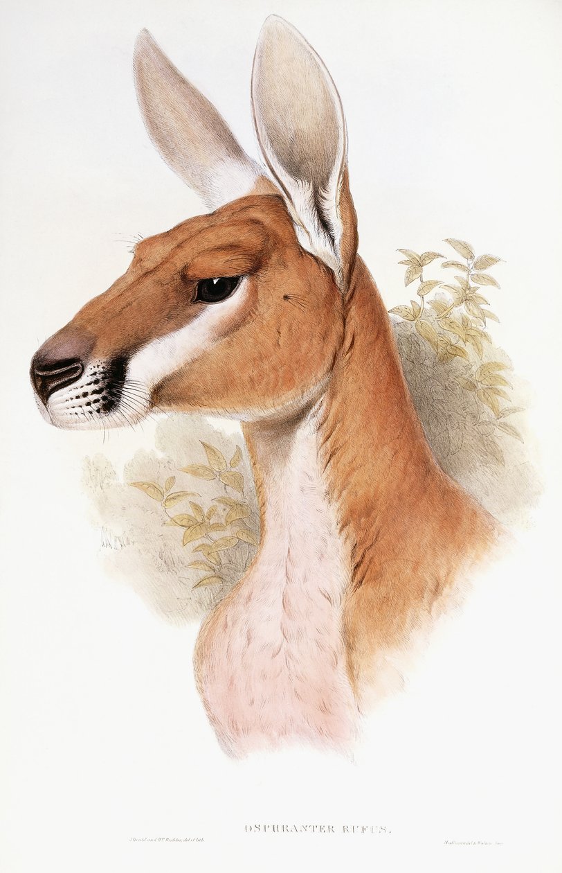 Osphranter Rufus de English School