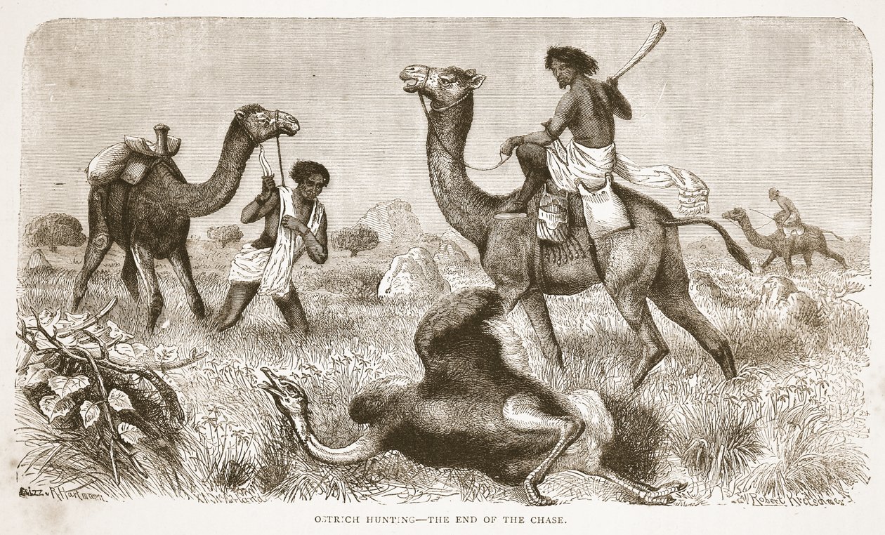 Avestruz caça - o fim da perseguição, ilustração da edição pictórica da vida e descobertas de David Livingstone por J. Ewing Richie, pub. por A. Fullarton & Co., 1876 de English School