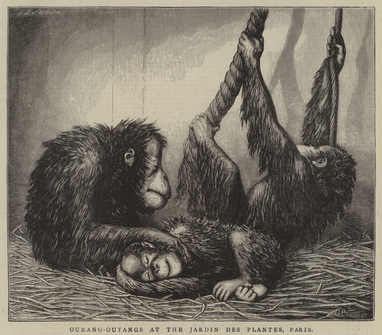 Ourang-Outangs no Jardin des Plantes, Paris (gravura) de English School
