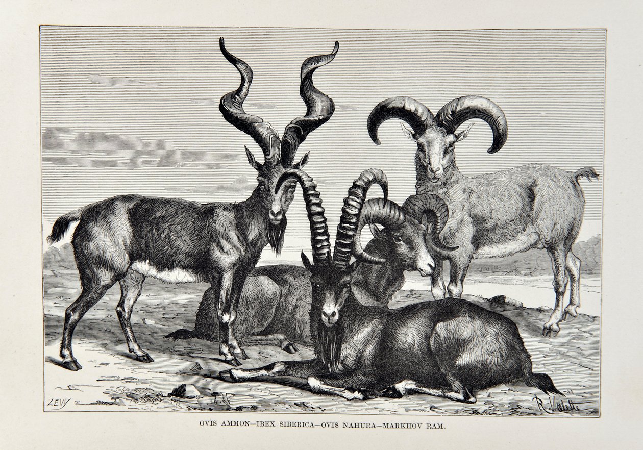 Ovis Amon - Ibex Siberica - Ovis Nabura - Markhov Ram, ilustração da Geografia Universal, a Terra e seus habitantes por Elisee Reclus, publicada em 1878 de English School