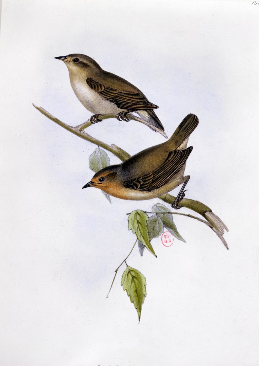 Par de Certhidea Olivacea, ilustração da Zoologia da Viagem do HMS Beagle, 1832-36, por Charles Darwin (1809-92), 1840 de English School