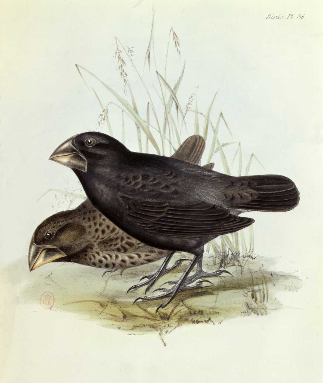 Par de Geospiza Magnirostris, da Zoologia da Viagem do HMS Beagle 1832-36 por Charles Darwin (1809-92), 1840 Londres de English School