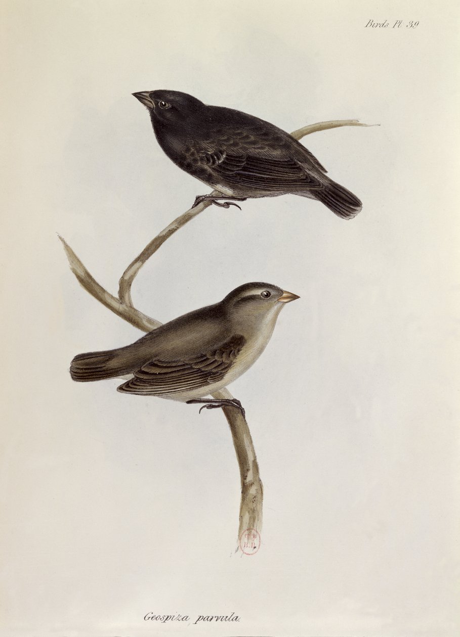 Par de Geospiza Parvula, ilustração da Zoologia da Viagem do HMS Beagle, 1832-36, por Charles Darwin (1809-92), 1840 de English School