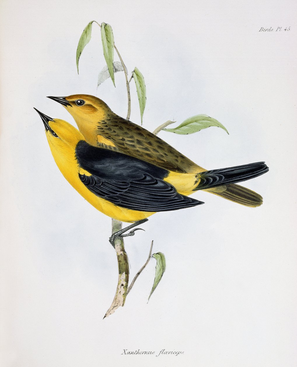 Par de Xanthornus Flaviceps, ilustração da Zoologia da Viagem do HMS Beagle, 1832-36, por Charles Darwin (1809-92), 1840 de English School