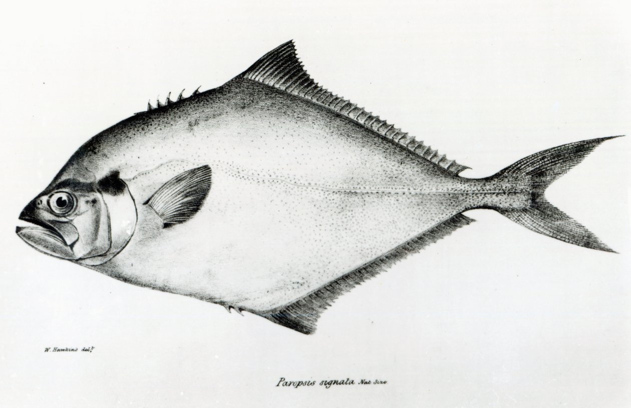 Paropsis Signata, prato 13 de "A Zoologia da Viagem do HMS Beagle, 1832-36" de Charles Darwin de English School