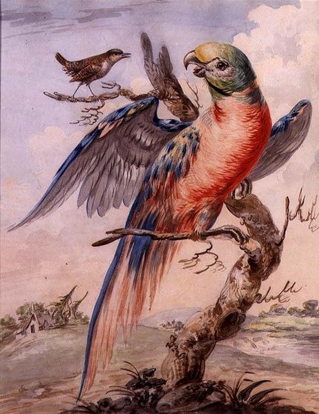 Papagaio (aguarela sobre papel) de English School