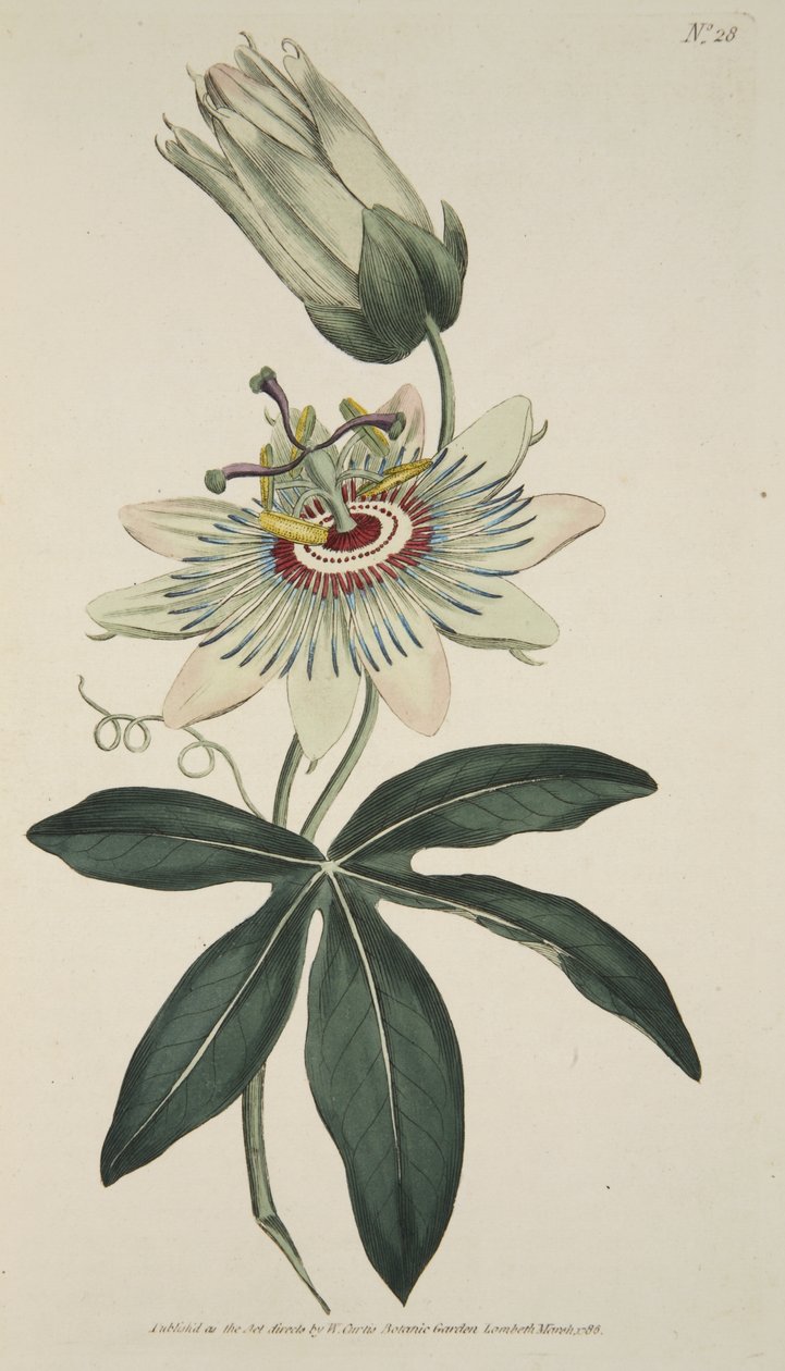 Passiflora Coerulea (flor comum da paixão), do Magzaine botânico ou do jardim de flor indicado, bar. 1786 (gravura colorida à mão) de English School