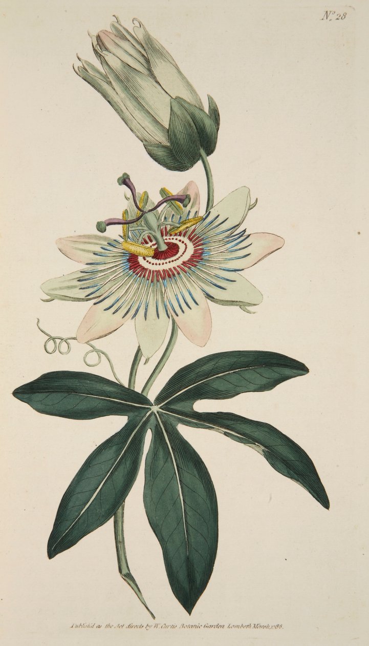 Passiflora Caerulea Common Passion Flower, pub. 1786 gravura colorida à mão. de English School