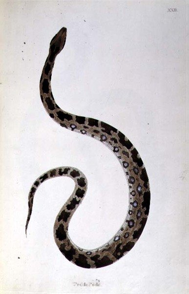 Pedda Poda Snake de 'An Account of Indian Serpents collected from the ...
