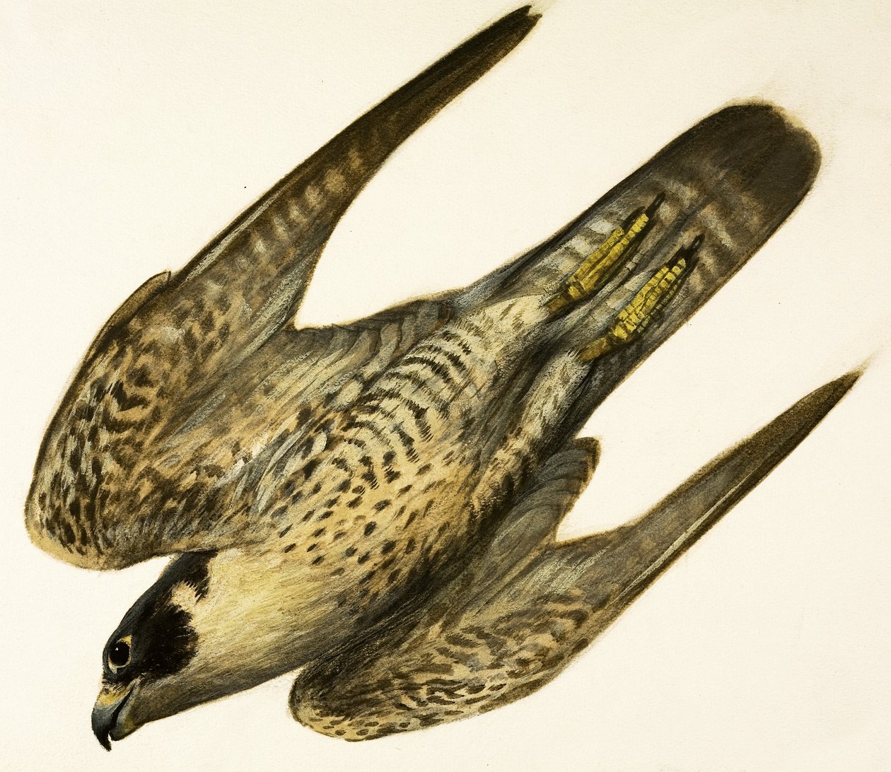 Falcão-peregrino de English School