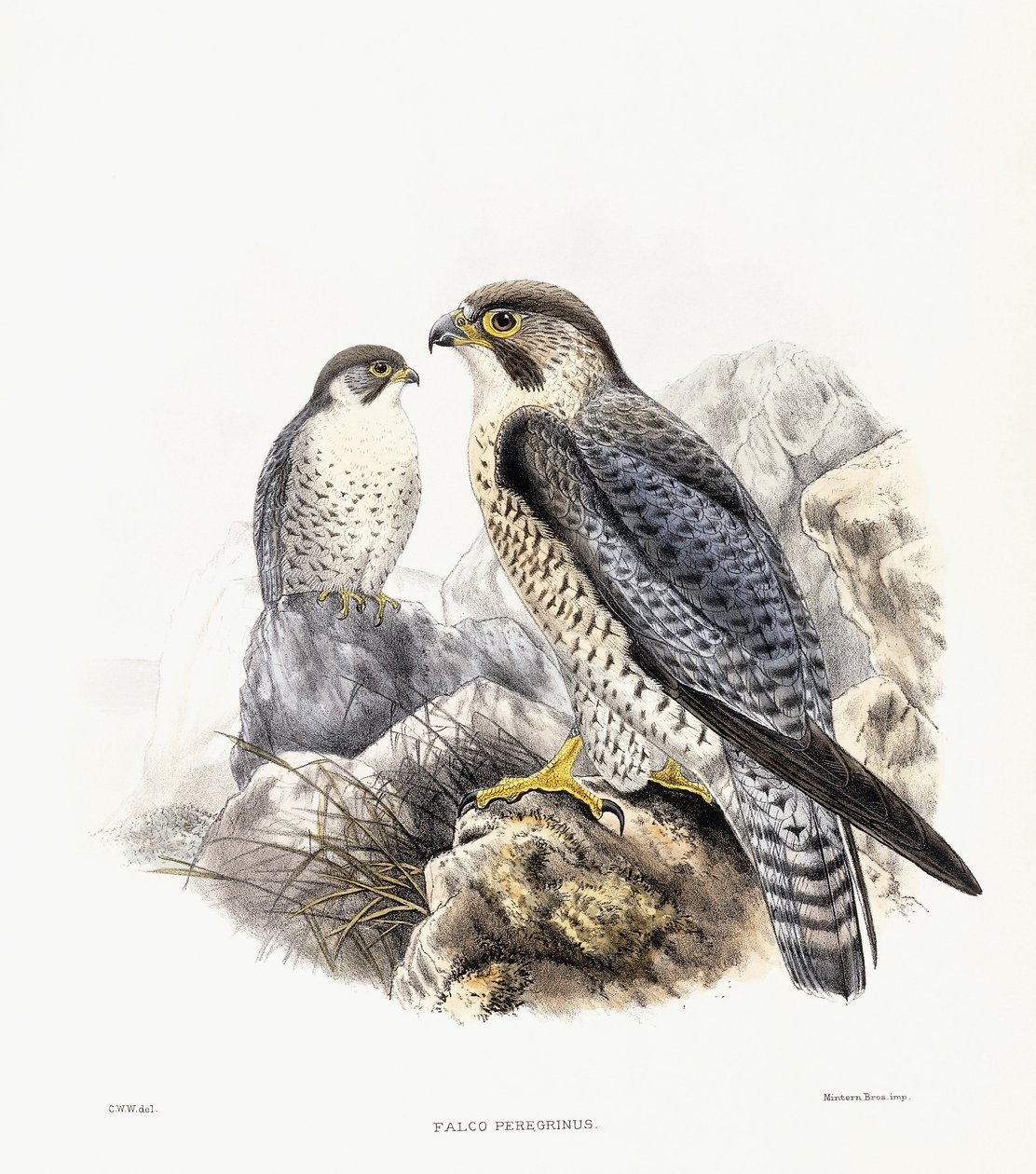 Falcão-peregrino - Falco Peregrinus, 1894-1899 de English School