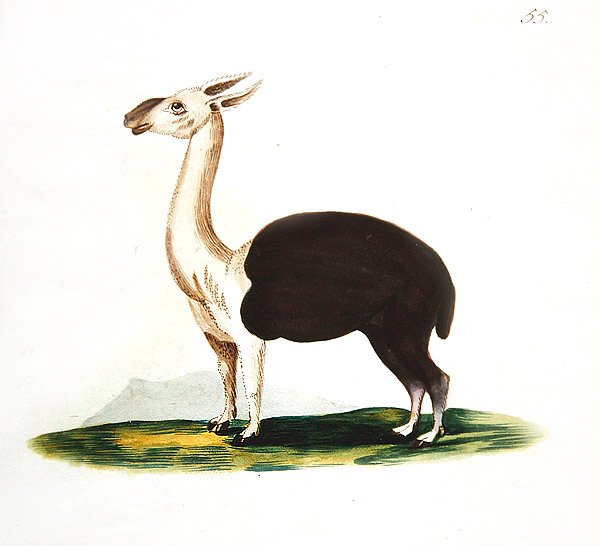 Guanaco peruano, c.1810 (aquarela sobre papel) de English School
