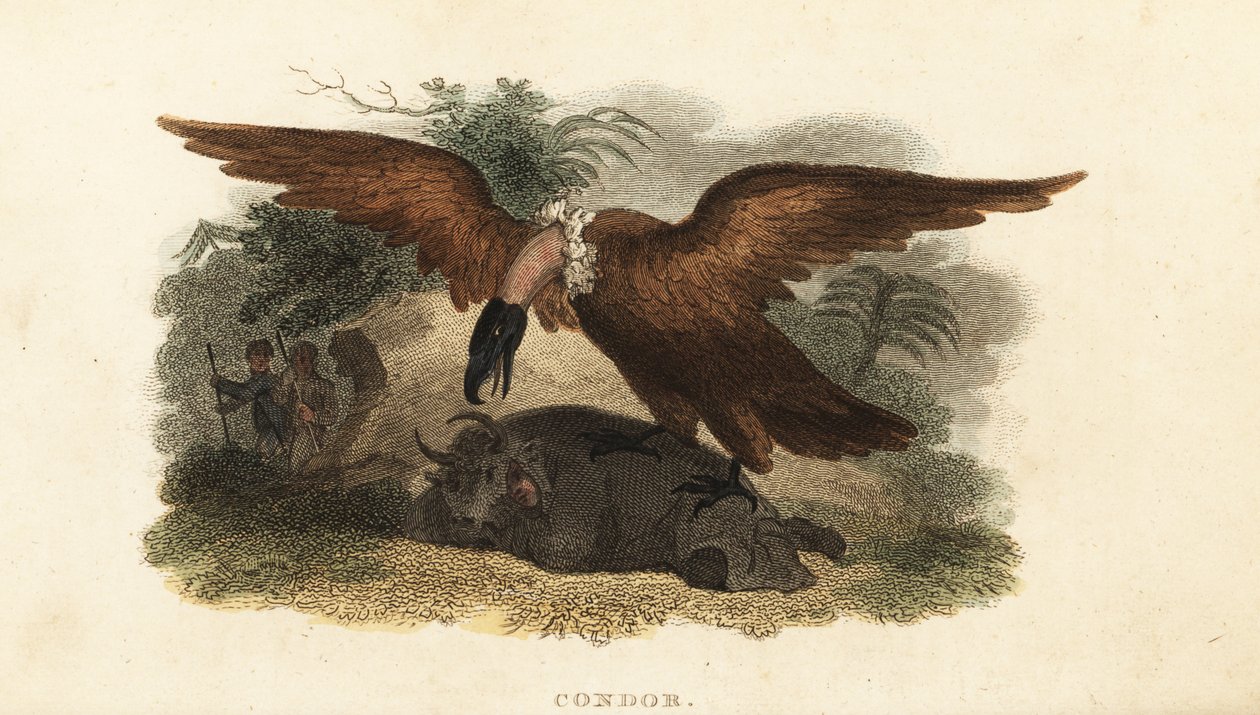 Homem peruano usando pele de vaca para atrair um condor de English School