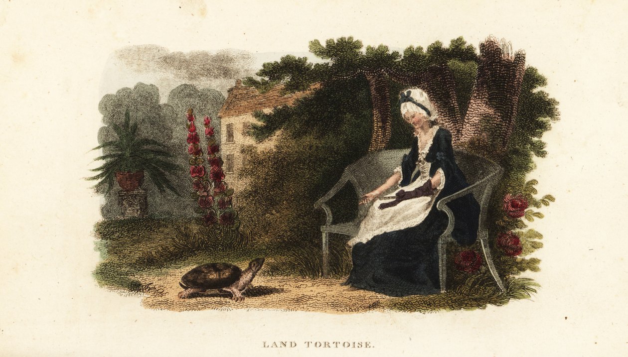 Tartaruga de estimação com a sua benfeitora de 30 anos, uma senhora de idade, num jardim murado perto de Lewes, Sussex de English School