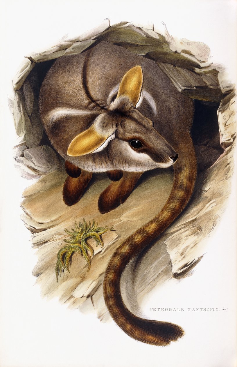 Petrogale Xanthopus de English School
